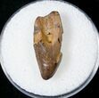 Partial Tyrannosaur Tooth - Montana #17556-1